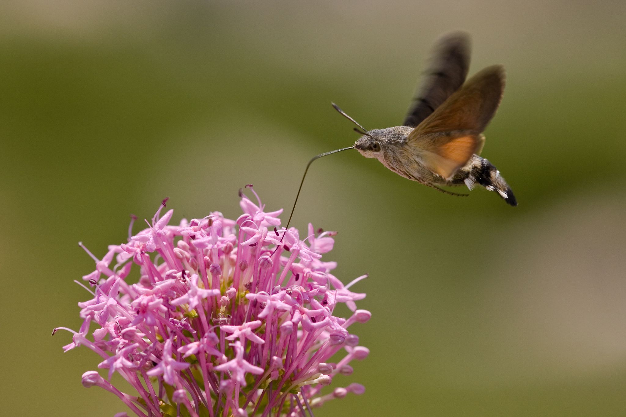 Schmalblättrige Spornblume, Taubenschwänzchen. Kroatien