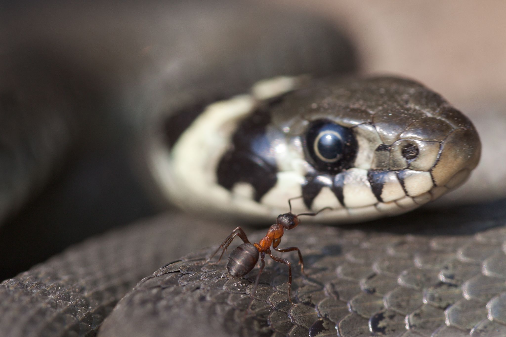 Begegnung Waldameise - Ringelnatter, Schweden