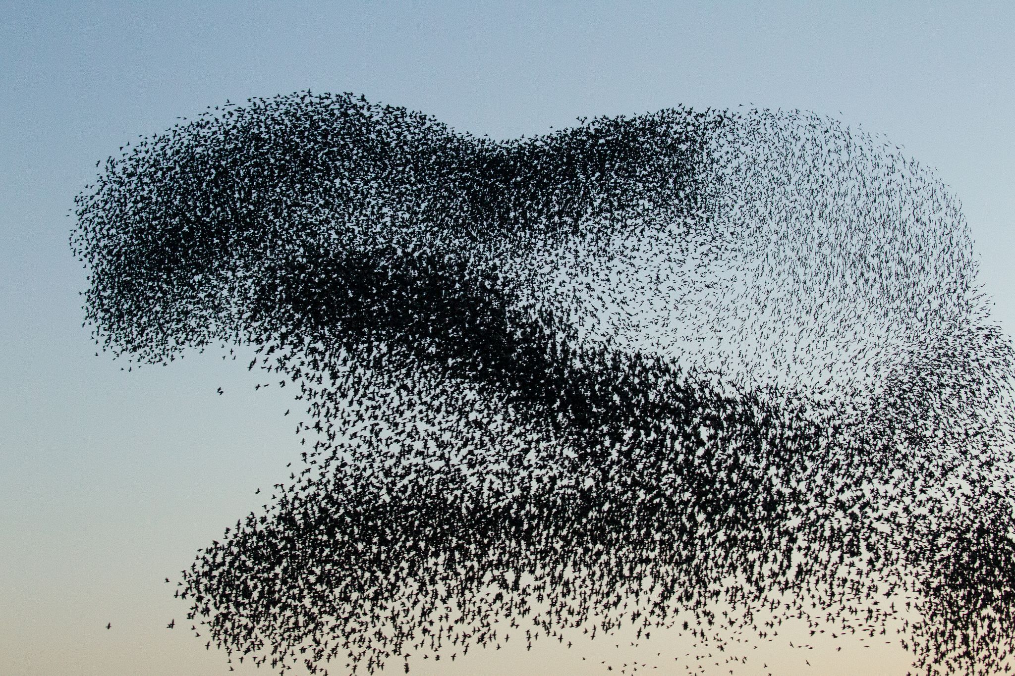 Stare, "Schwarze Sonne", Dänemark