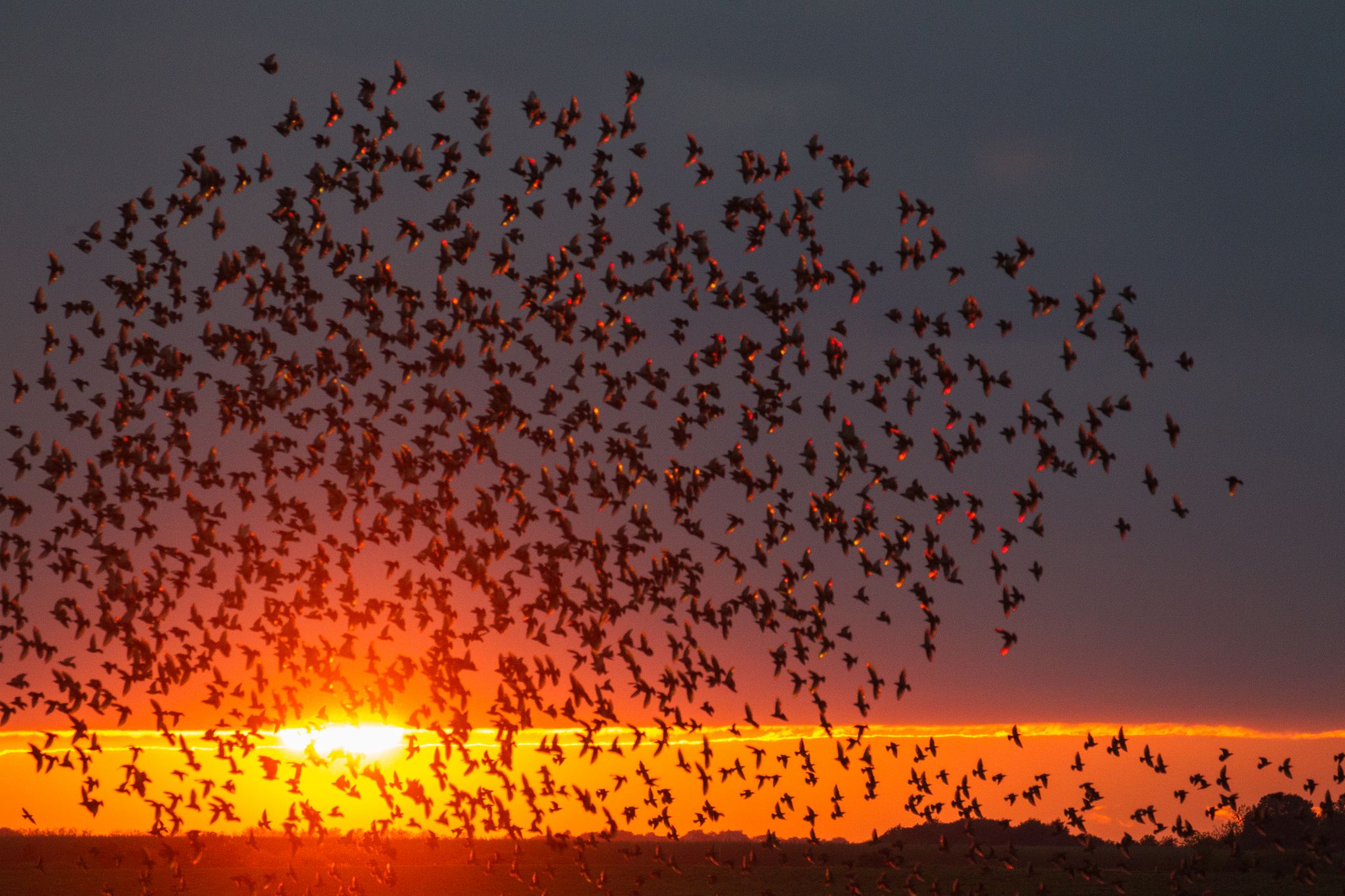 Stare, "Schwarze Sonne", Dänemark