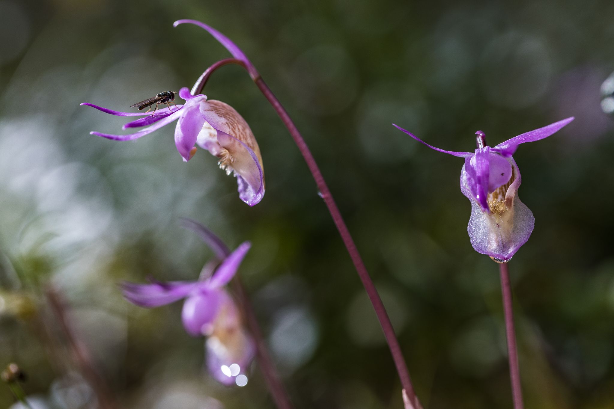 Norne Calypso bulbosa, Finnland