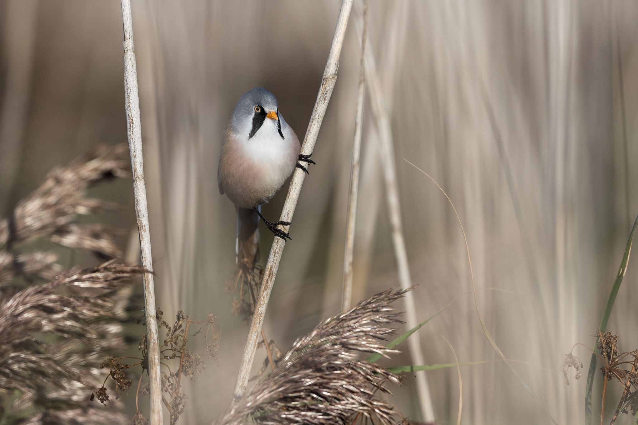 Bartmeise, Dänemark