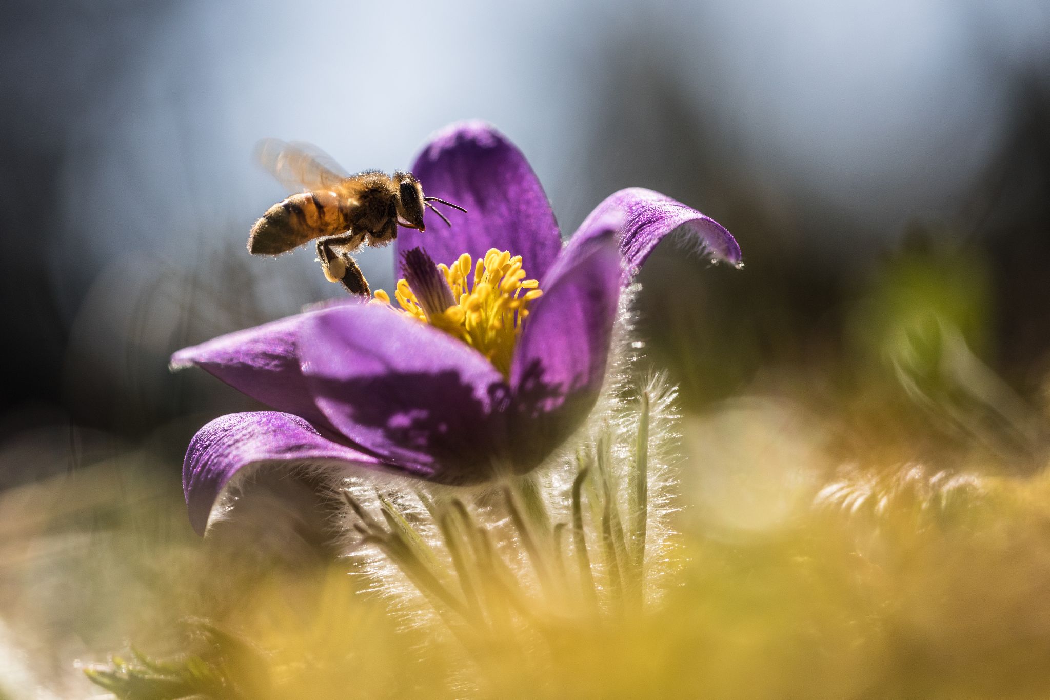 Gotland-Küchenschelle Pulsatilla gotlandica, Gotland