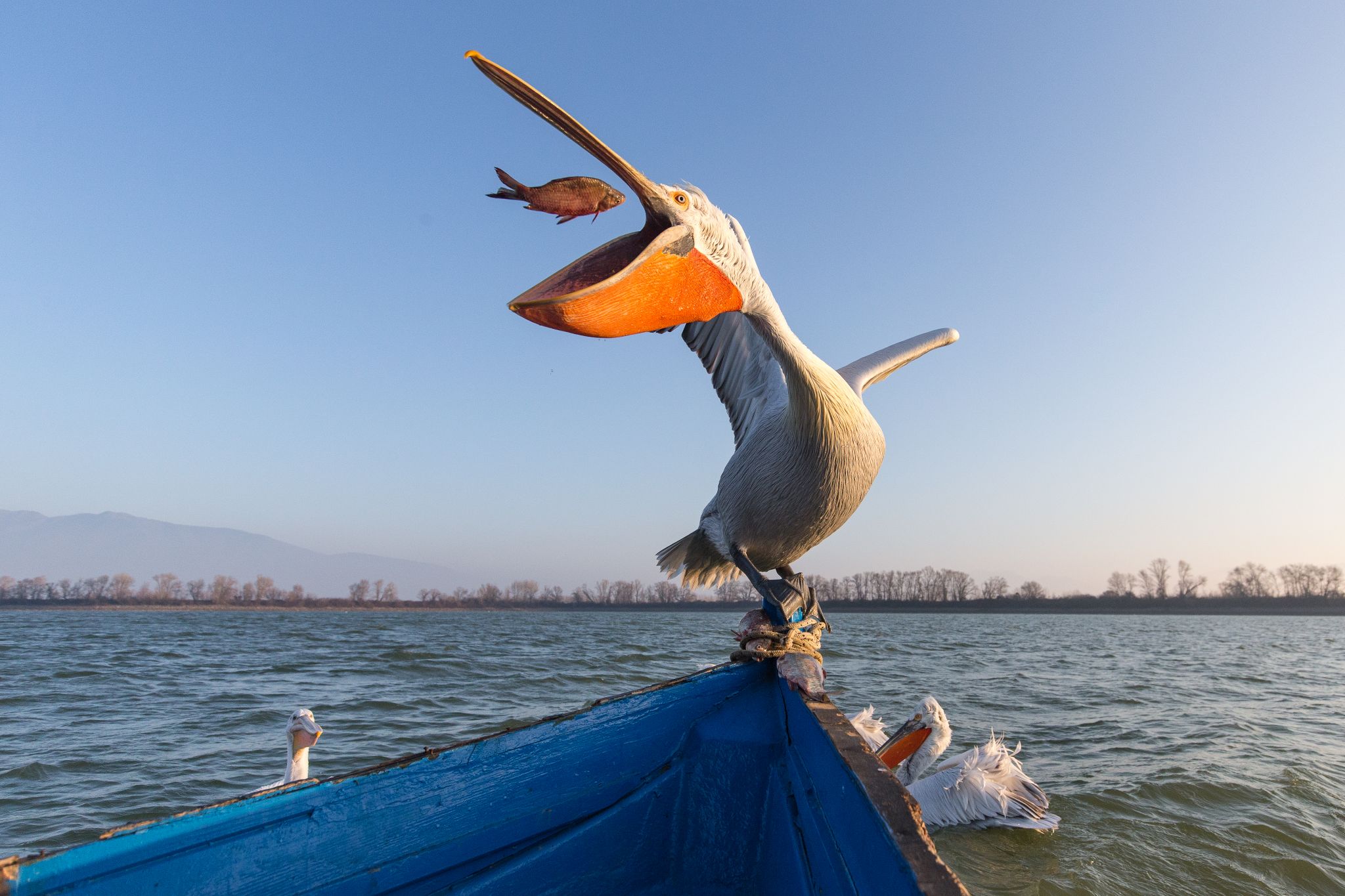 Krauskopfpelikan, Kerkinisee Griechenland