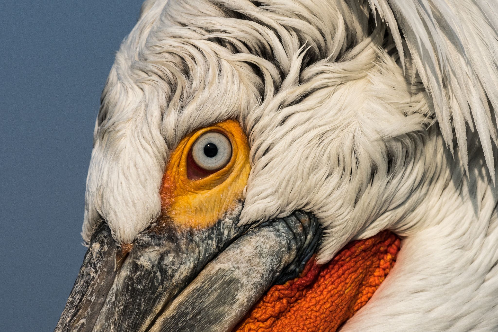 Krauskopfpelikan, Kerkinisee Griechenland