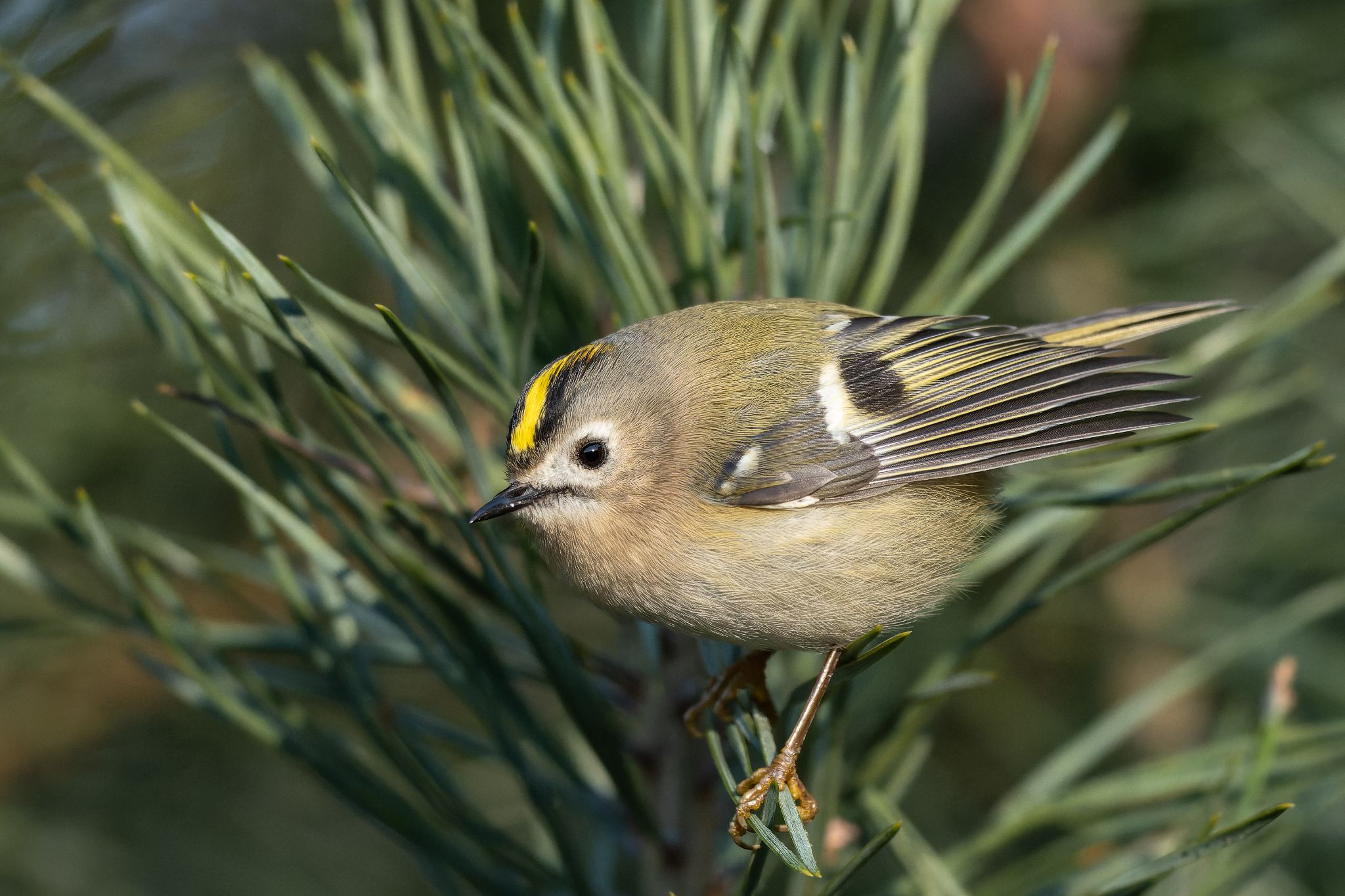 Wintergoldhähnchen, Holmer Sandberge