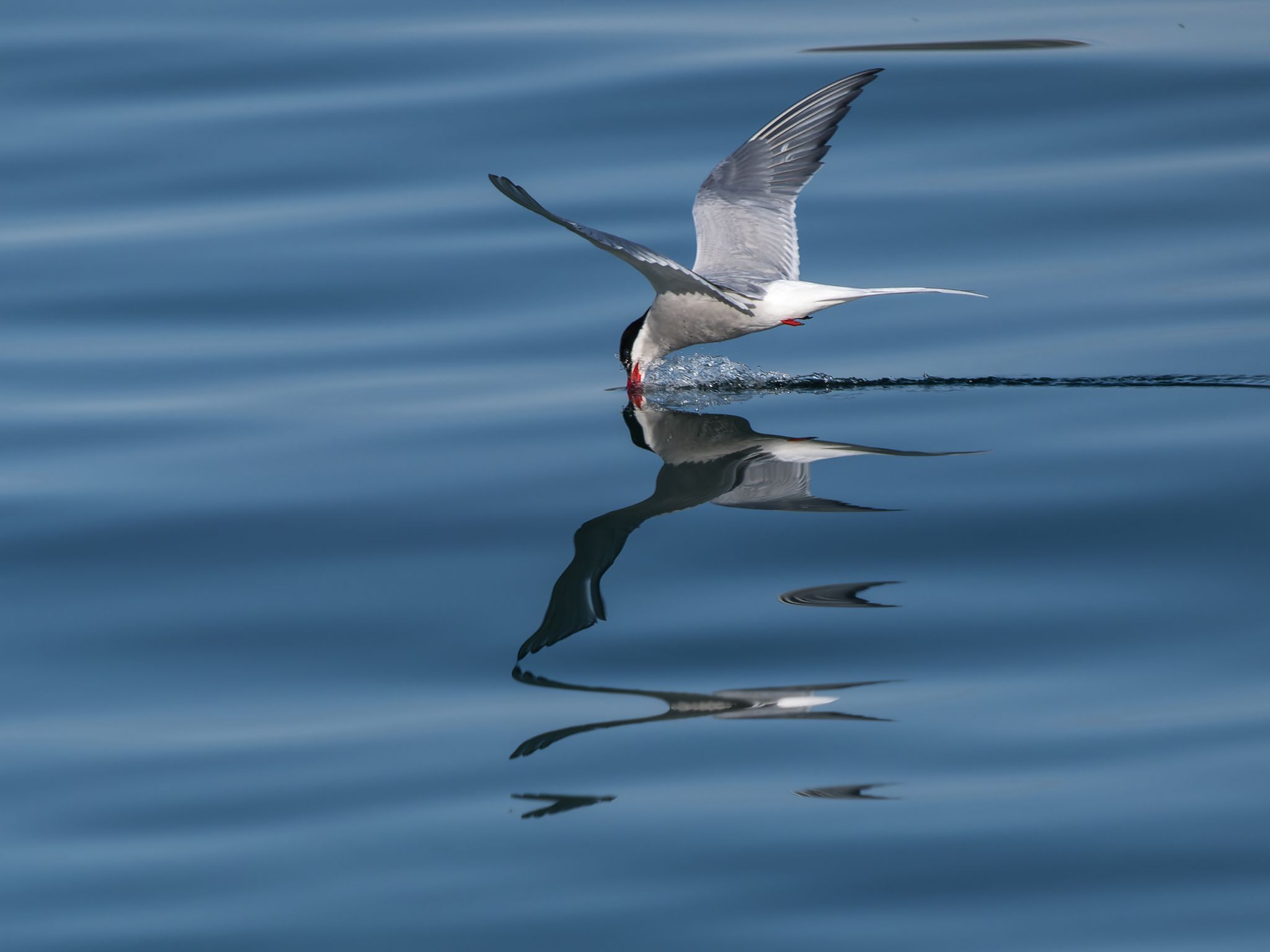 Küstenseeschwalbe, Norwegen
