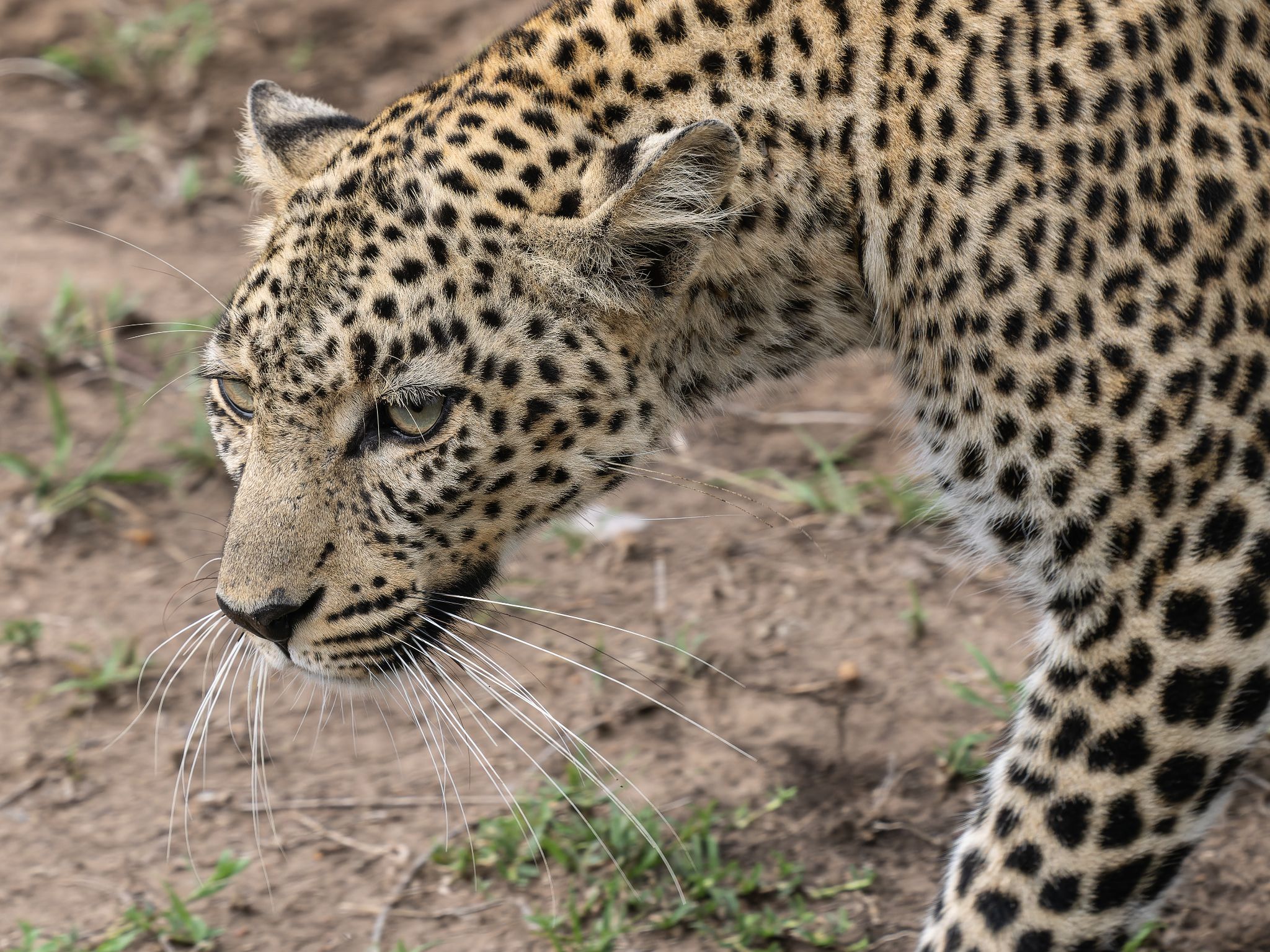 Leopard, Kenya